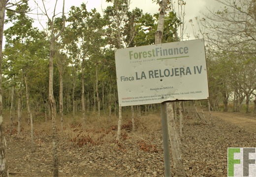 Finca La Relojera III-IV 2019
