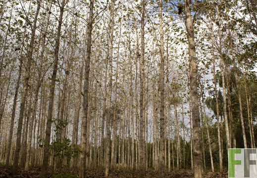 Finca La Relojera III-IV 2019