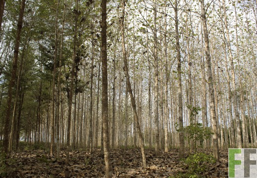 Finca La Relojera III-IV 2019