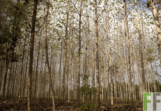 Finca La Relojera III-IV 2019