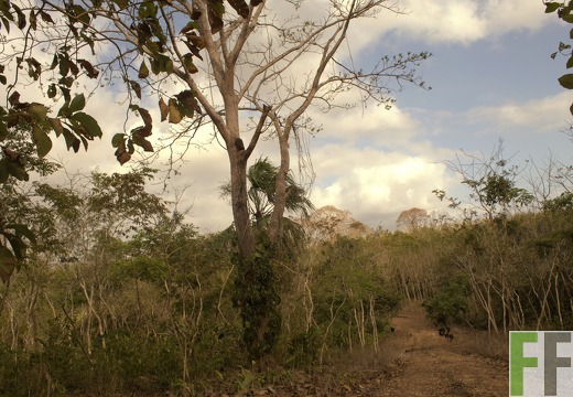 Finca La Relojera III-IV 2019