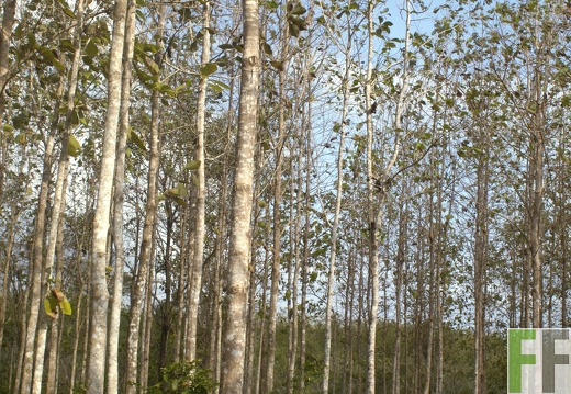 Finca La Relojera III-IV 2019