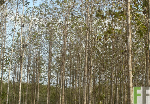 Finca La Relojera III-IV 2019