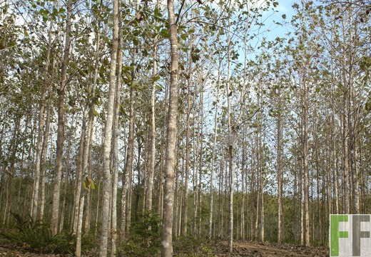 Finca La Relojera III-IV 2019