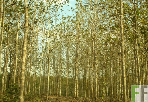 Finca La Relojera III-IV 2019