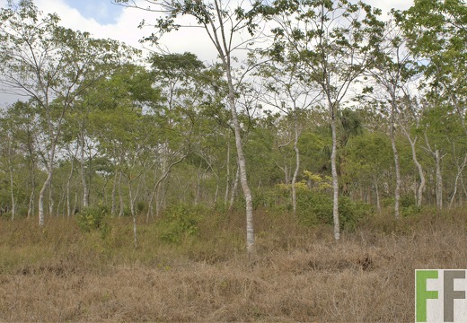 Finca La Relojera III-IV 2019