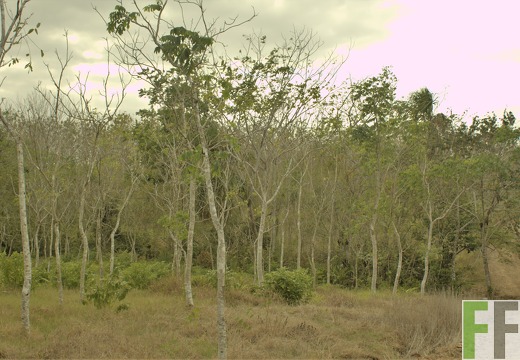 Finca La Relojera III-IV 2019