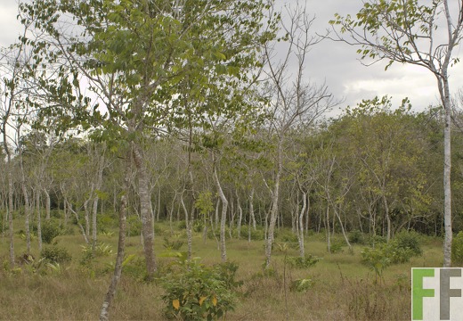 Finca La Relojera III-IV 2019