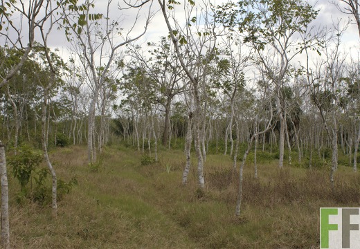 Finca La Relojera III-IV 2019