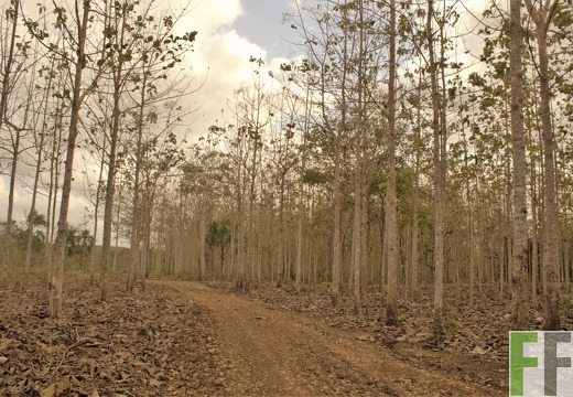 Finca La Relojera III-IV 2019