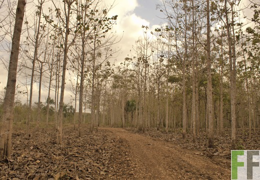 Finca La Relojera III-IV 2019