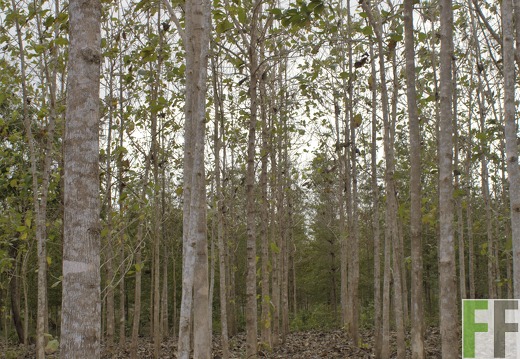 Finca La Relojera III-IV 2019