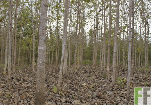 Finca La Relojera III-IV 2019