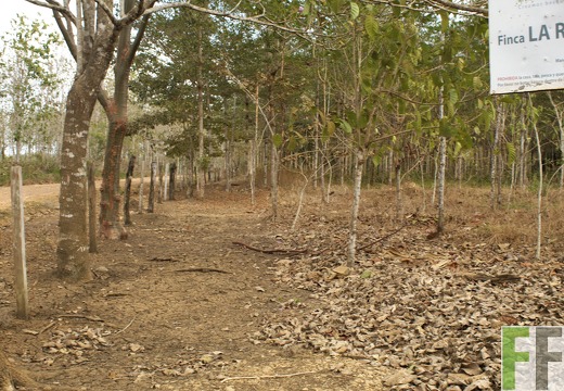 Finca La Relojera III-IV 2019