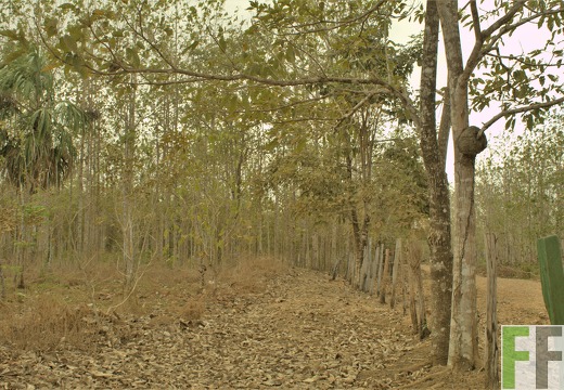 Finca La Relojera III-IV 2019