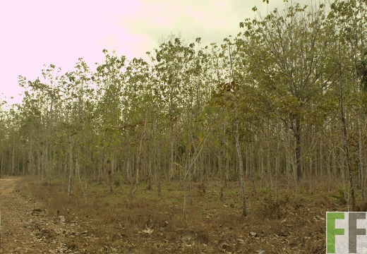 Finca La Relojera III-IV 2019