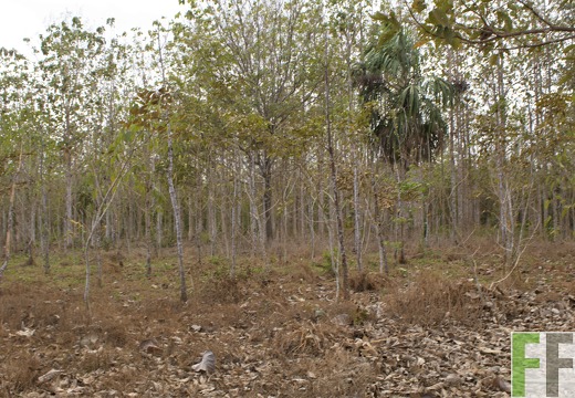 Finca La Relojera III-IV 2019