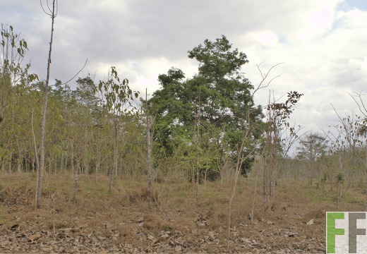 Finca La Relojera III-IV 2019