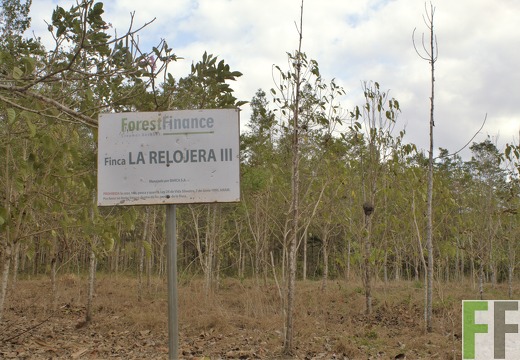Finca La Relojera III-IV 2019