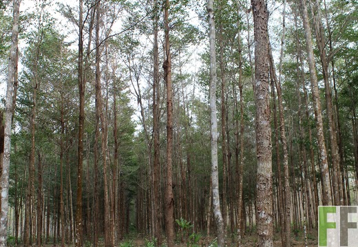 Finca La Relojera I-II 2019