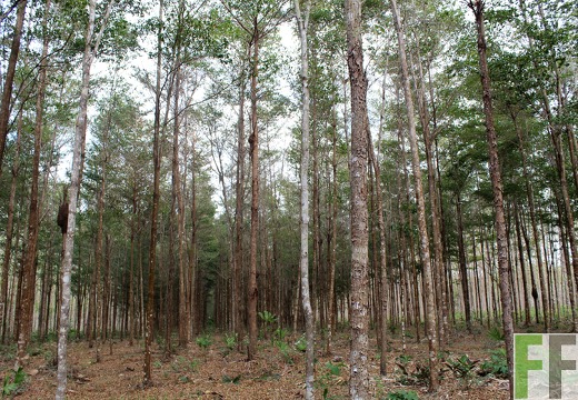 Finca La Relojera I-II 2019