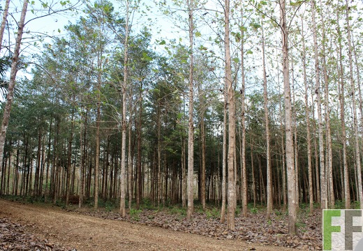 Finca La Relojera I-II 2019