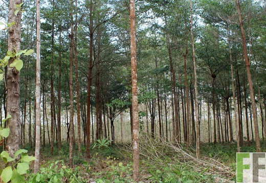 Finca La Relojera I-II 2019