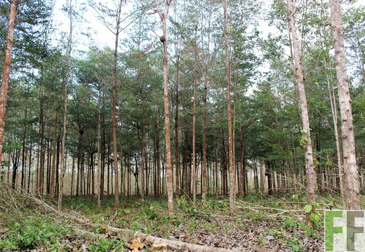 Finca La Relojera I-II 2019