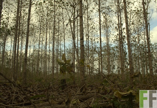 Finca La Relojera I-II 2019