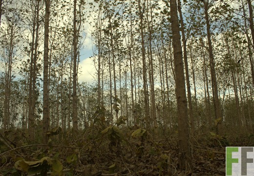 Finca La Relojera I-II 2019