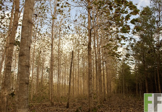 Finca La Relojera I-II 2019