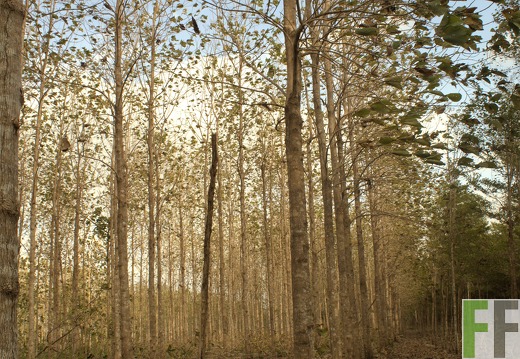 Finca La Relojera I-II 2019