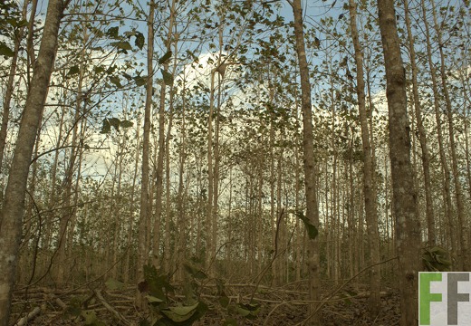 Finca La Relojera I-II 2019