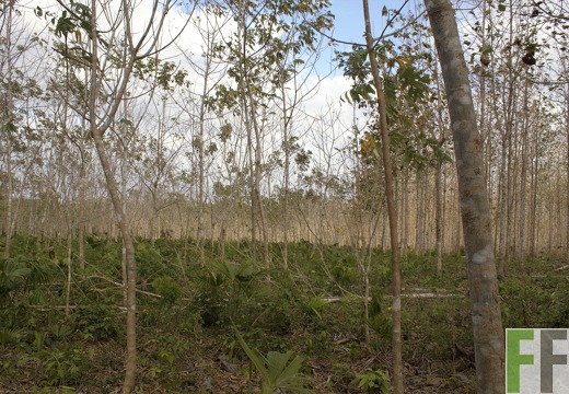 Finca La Relojera I-II 2019