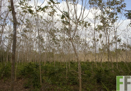 Finca La Relojera I-II 2019