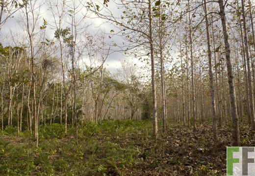 Finca La Relojera I-II 2019