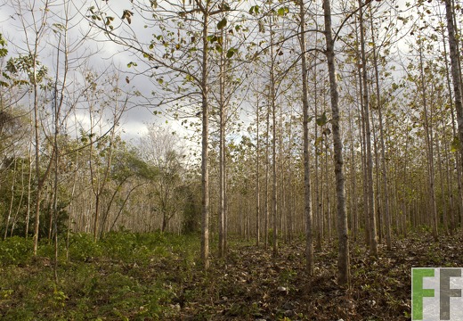 Finca La Relojera I-II 2019