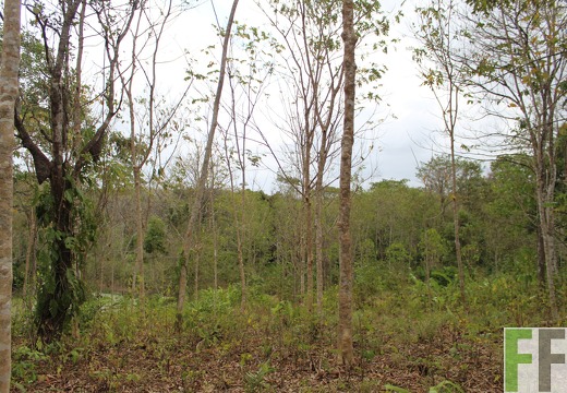 Finca Cleopatra II 2019