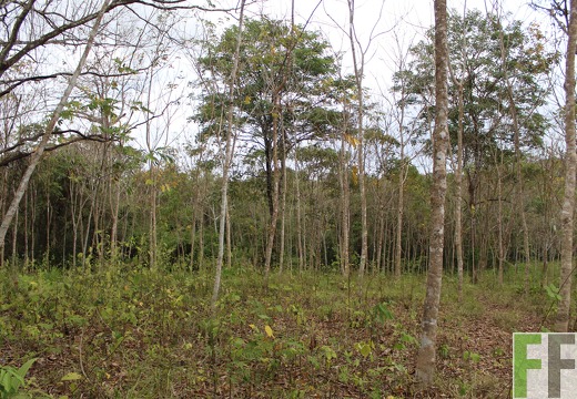 Finca Cleopatra II 2019