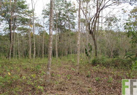 Finca Cleopatra II 2019