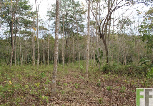 Finca Cleopatra II 2019