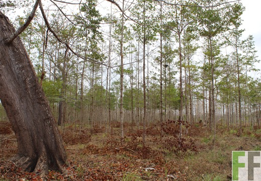 Finca Buenos Aires 2019