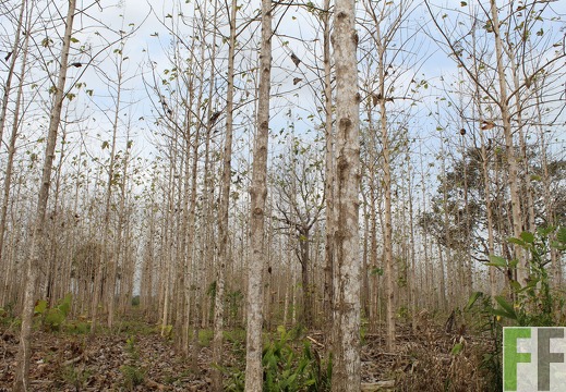 Finca Buenos Aires 2019