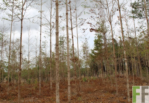 Finca Buenos Aires 2019