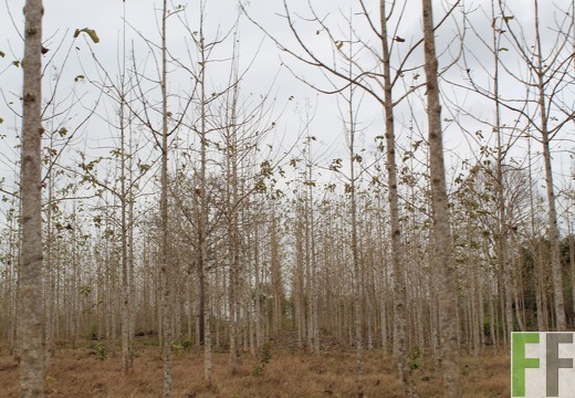 Finca Buenos Aires 2019