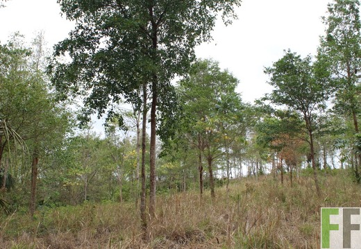 Finca Cleopatra I 2019