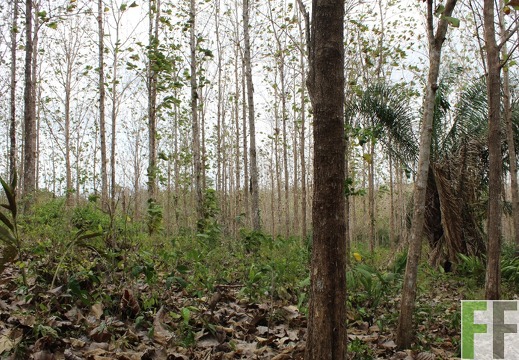 Finca Cleopatra I 2019