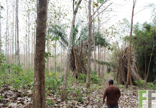 Finca Cleopatra I 2019