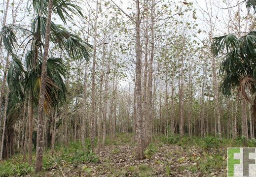 Finca Cleopatra I 2019