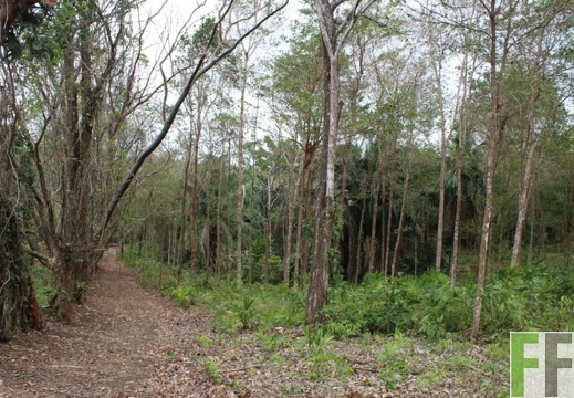 Finca Cleopatra I 2019